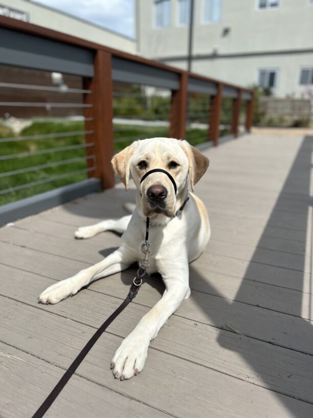 Crew is pictured lying down on a wooden bridge on campus. He is looking directly at the camera with an inquisitive look.