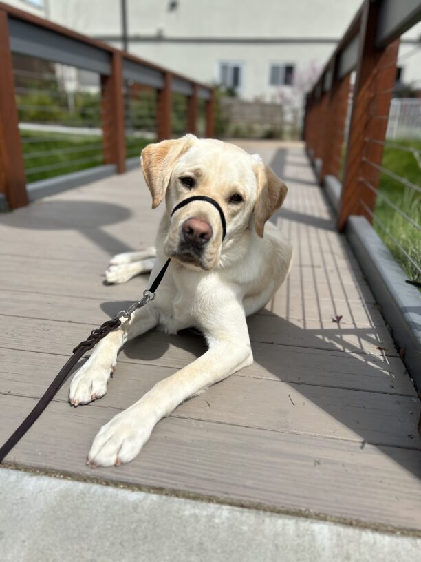 Searcher lies on a wooden bridge on campus. He is looking at the camera.