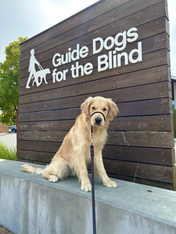 Merrick sits on a concrete wall in front of a large wooden sign that reads Guide Dogs For The Blind. He is looking directly at the camera.