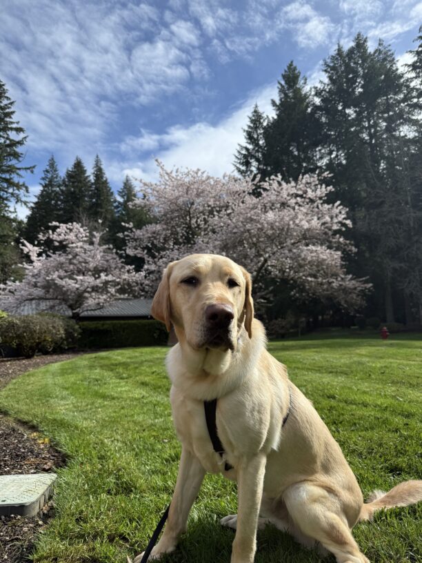 Santi, a yellow Labrador retriever, is sitting on the grass posing in front of several blooming cherry blossom trees. He is wearing a black nylon harness and has a serious expression on his face.