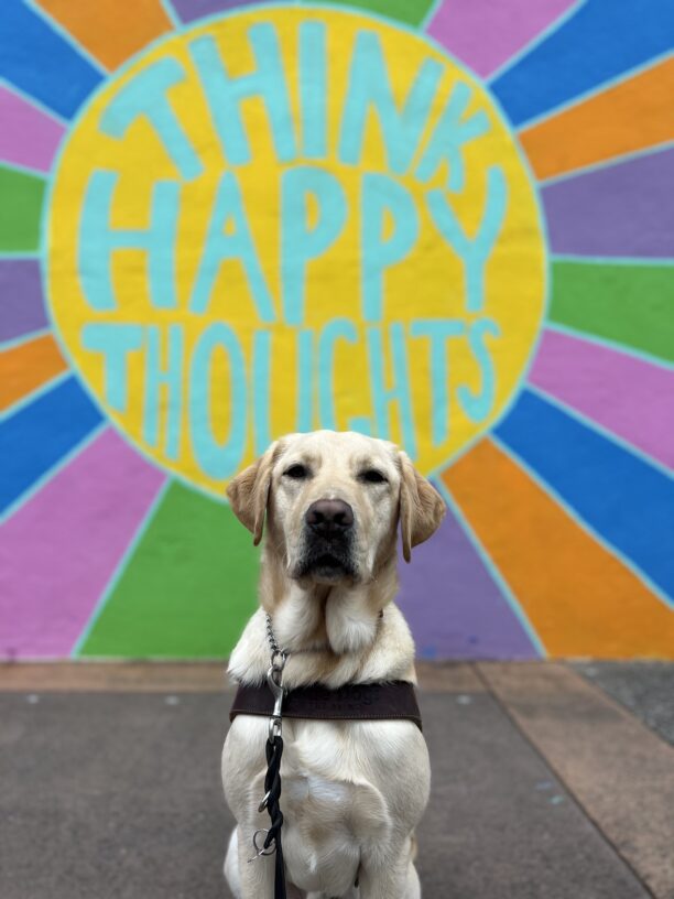 Stanley sits in harness looking at the camera. Behind him is a bright colored mural with the words 