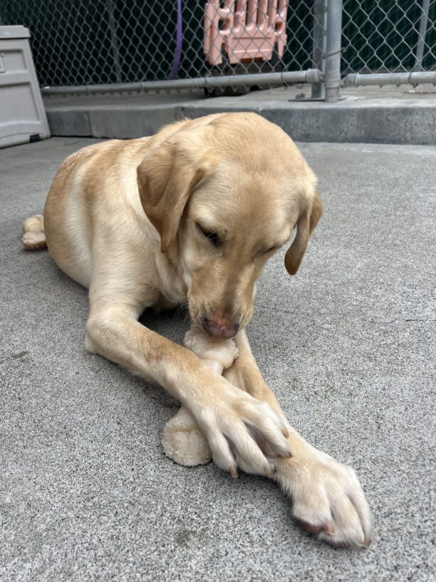 Stanley looks down at the bone between his legs while laying down. He is in Community Run.