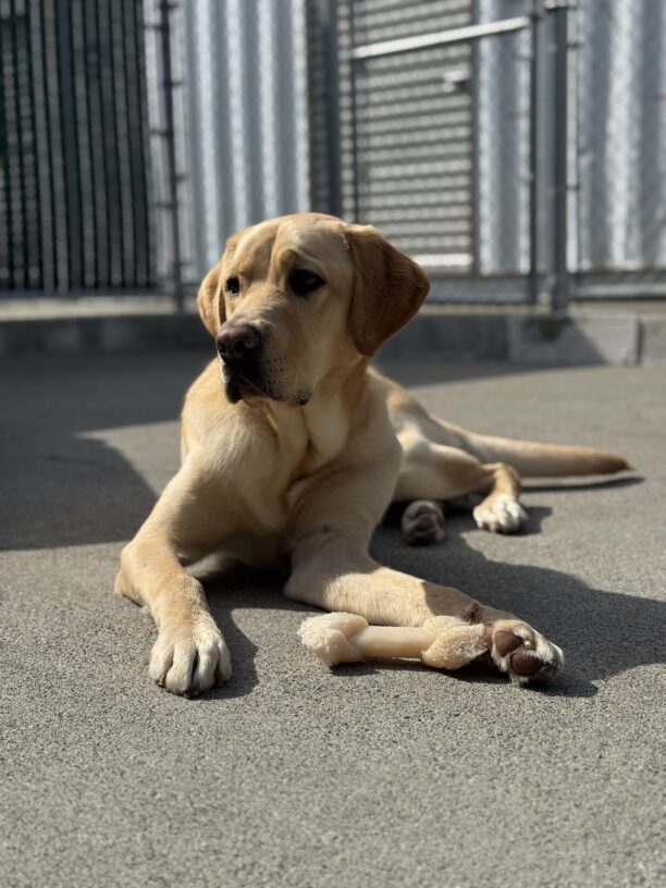 Photo is of Sheldon lying down in community run with a bone between his legs
