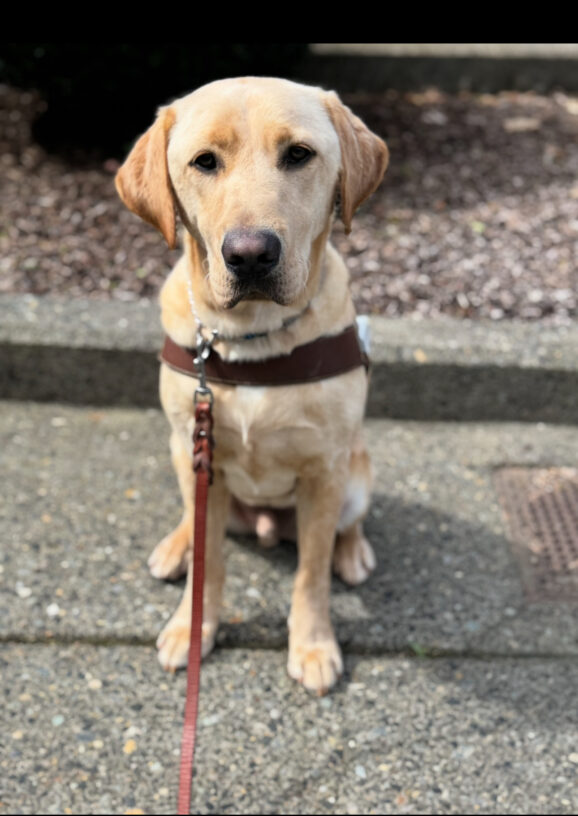 Kragen (a yellow Labrador retriever) sits in harness on cement looking at the camera. A leash hangs from his collar.