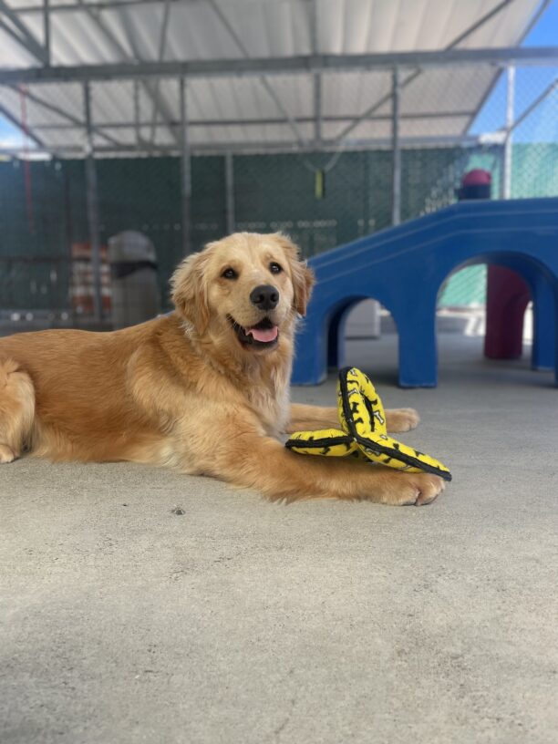 Camden is pictured lying down in our community run area next to a large blue play structure piece. He has a large yellow interactive tug toy between his paws and appears to be smiling at the camera.