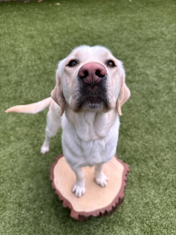 Vonny has his two front feet up on a faux tree stump in a free run area. He is looking up towards the camera.
