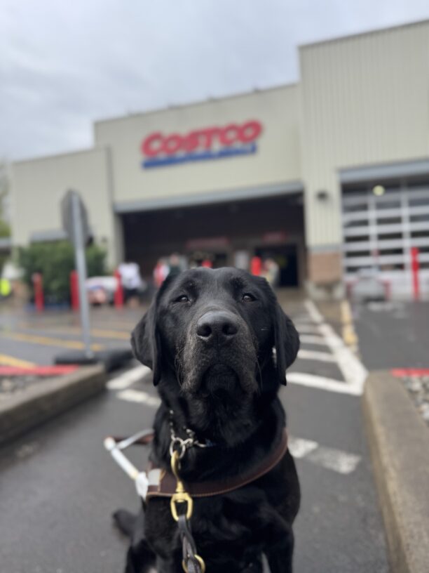 Brindle lab, Autumn, sits in the parking lot of costco. She is looking into the camera seriously while wearing her harness. One of her new skills is,