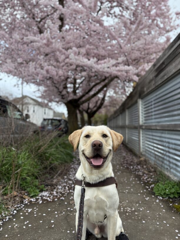 Bosch (a male yellow Lab) sits in the middle of the sidewalk in his guide dog harness. There is large pink flowering tree in the background and pink pedals scattered on the sidewalk. His mouth is open with his tongue showing as he attentively looks at the camera.