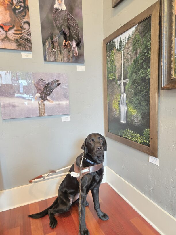 Dolce (a black Lab) is in an art gallery in downtown Troutdale. She’s sitting in the corner of the gallery wearing her harness. She’s looking at the camera. There are various pictures behind her such as; Bald Eagles, a tiger, and Multnomah Falls.