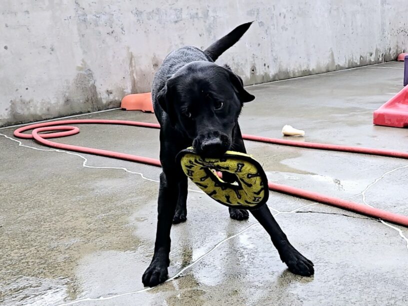 Dolce (a black Lab) is in Community Run on the Oregon Campus. She’s playing with a stuffed yellow circle. She just finished shaking the toy in her mouth.