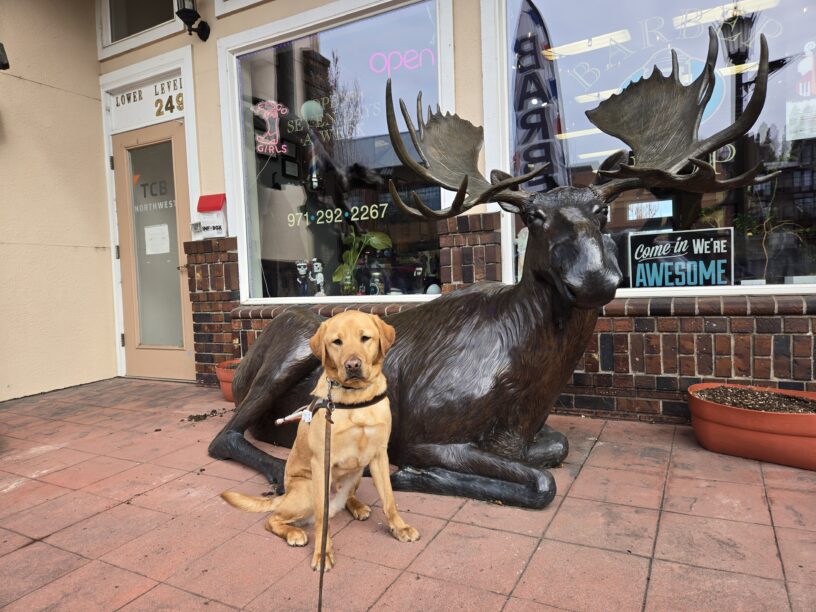 Eggnog (a yallow Lab) is in downtown Troutdale. He’s wearing his harness and sitting in front of a life-size Moose statue.