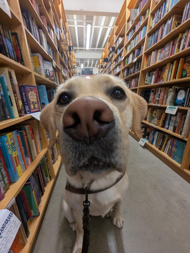A close-up of Fiddler in Powell's Books. He is in an aisle lined with bookshelves and books as far as the eye can see.