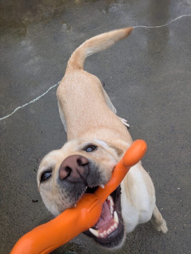 Fiddler plays tug in a community run yard with an orange tug toy. his tail is wagging.