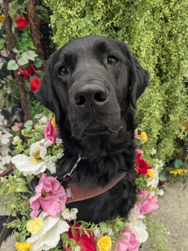 Fido sits in a flower wreath while in harness. he has a wall of other fake foliage behind him. He is so handsome while looking at the camera.