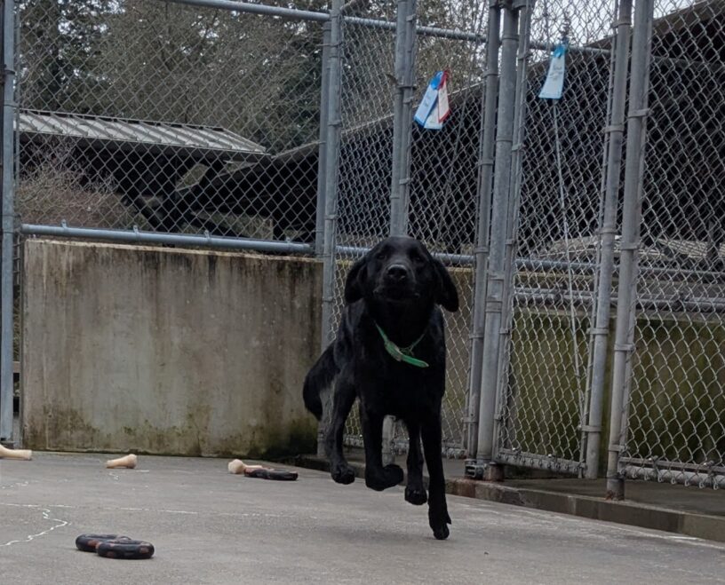 Fido is running straight at the camera in our community run yard. Three of his feet are up in the air, as well as his ears.