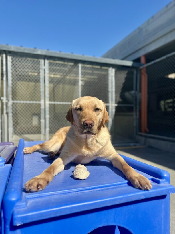 Fisher is laying down on blue play furniture in our Community Run area. His front legs are splayed wide with a bone between them, and he’s slightly squinting as he looks at the camera.