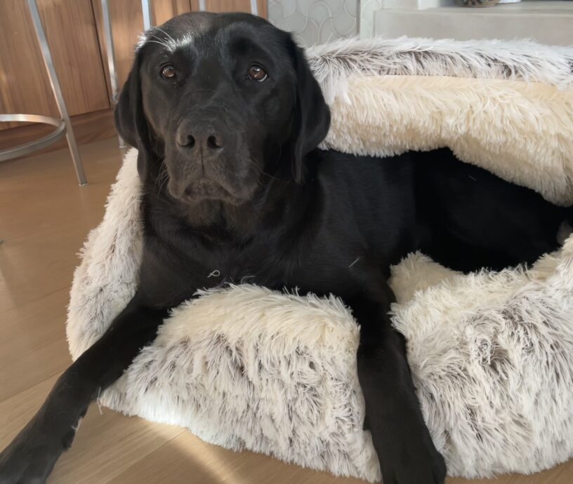 Groovy is lounging on a thick, white plush carpet type dog bed.