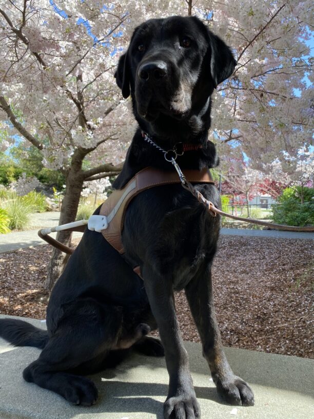 Howdy sits on a ledge on the GDB campus proudly wearing his harness. It is a beautiful spring day and the cherry blossoms in the background are in full bloom.