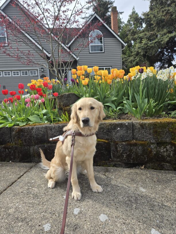 Kate (a yellow lab/golden cross) is in Happy Valley. She’s wearing her harness and sitting in front of a house that has a lot of Tulips in the front yard.