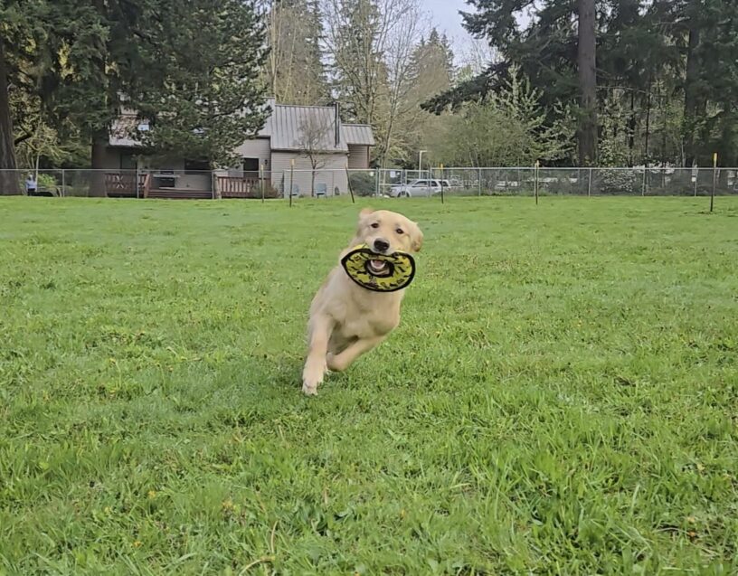 An action shot of Kate (a yellow lab/golden cross) in a free run area on the Oregon Campus. She’s playing with a stuffed yellow circle. She’s running towards the camera.