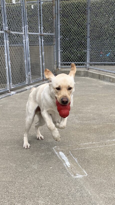 Lynx is running and playing in an enclosed kennel exercise area. His front legs are off the ground and his ears flipped up as he is running toward the camera. He looks so happy carrying a large red kong in his mouth.