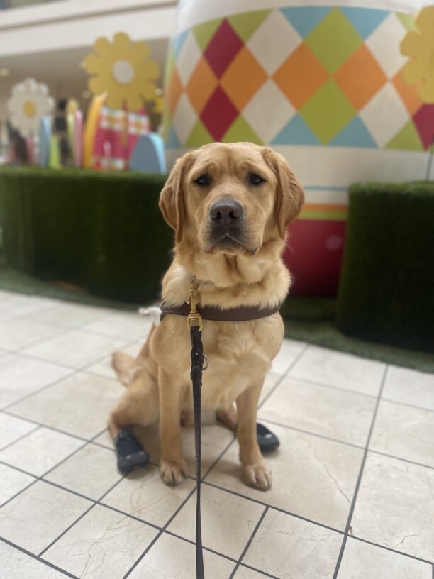 Natsuki, a female yellow Labrador Retriever, sits in harness at the Clackamas Mall. Natsuki is sitting in front of the Easter bunny decorations. There is a large, colorful egg and flowers behind her as well as, some faux greenery.