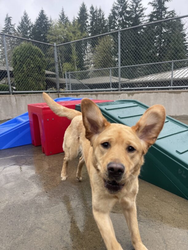 Natsuki, a female Yellow Labrador, jumps off a red and blue plastic play structure towards the camera. Her whole body is flying through the air and both her ears are flying upwards. She looks like a rabbit.