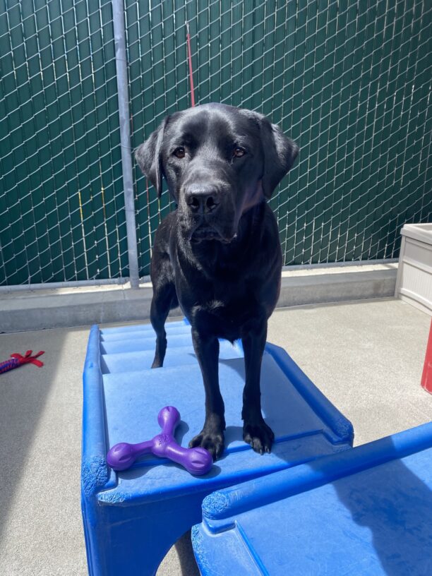 Norris is standing on a blue play structure with a purple toy at his feet. He is looking expectantly at the camera and behind him is a green fence.