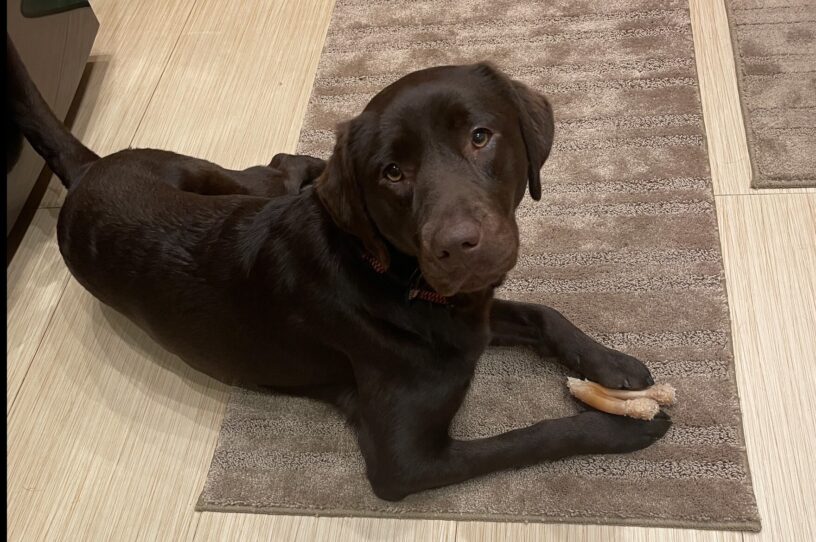 Oatly lays on a brown rug holding a benebone between her front paws. She looks into the camera.
