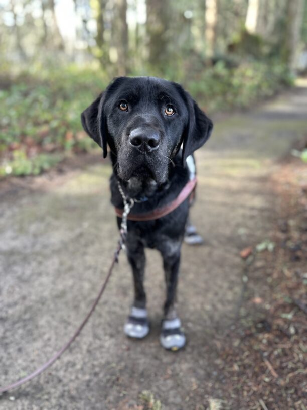 Pomelo, a male brindle lab, stands on a wooded trail. He is wearing his booties and harness and is looking towards the camera.