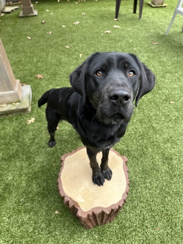 Pomelo, a male brindle lab, has his two front paws up on a faux tree stump in a free run yard. He is looking up at the camera