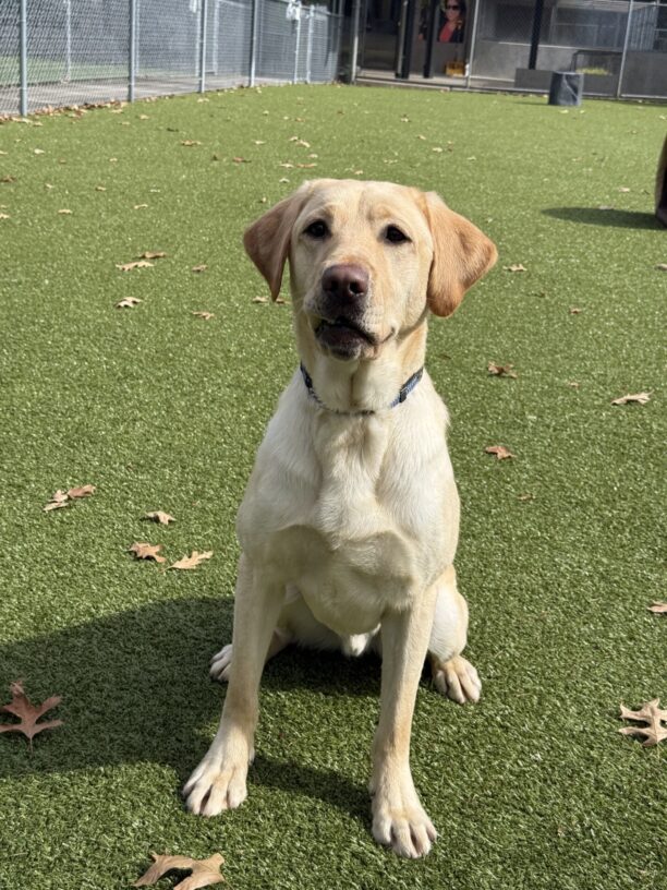 Santi, a yellow Labrador retriever, is sitting on a turd yard with some dried leaves scattered on the ground. He is looking at the camera with an inquisitive expression and his right top lip is stuck on his teeth.