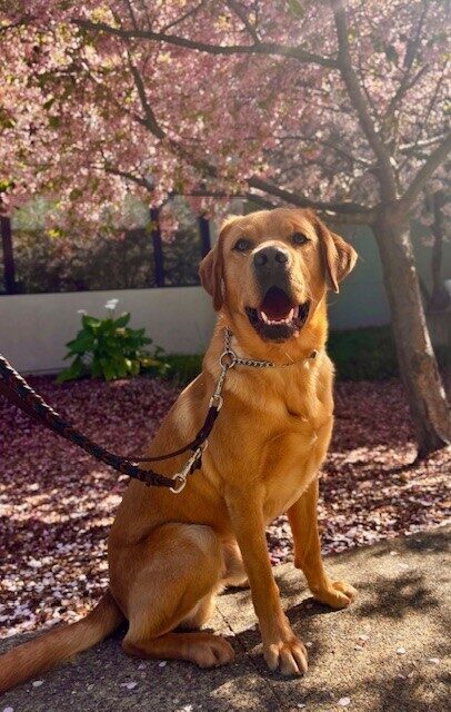 Spud sitting on a sidewalk, looking at the camera, with a tree in the background covered in beautiful pink buds.