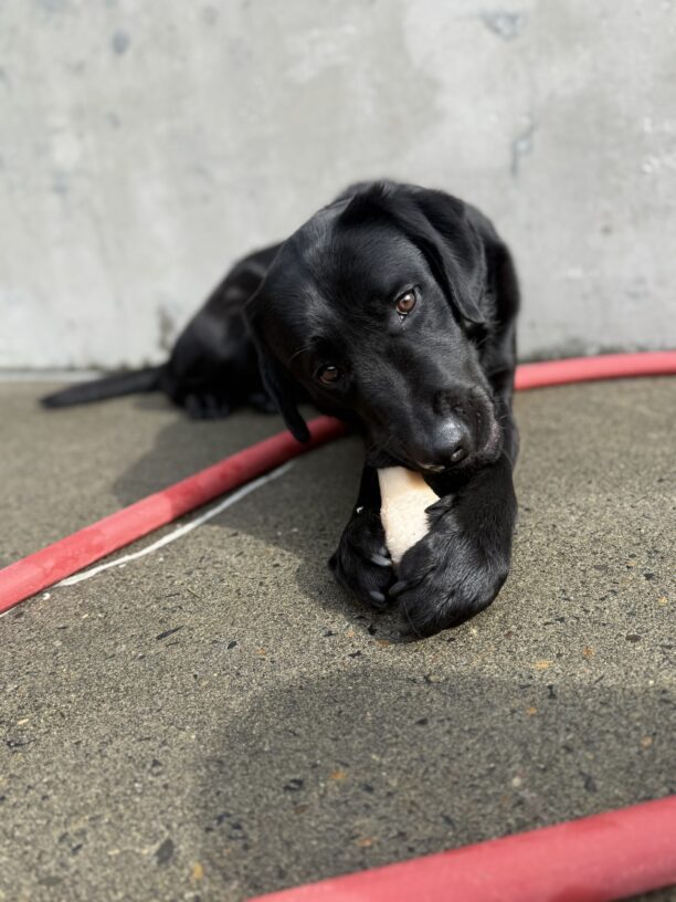 Tofino lays in the community run area on the Oregon campus. He is looking toward the camera as he chews on a Nylabone that is positioned between his front paws.