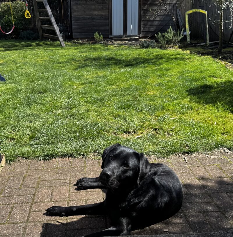 Black lab Travis lies on a brick patio within a residential backyard space. It is a sunny day and he looks lovingly at the camera.