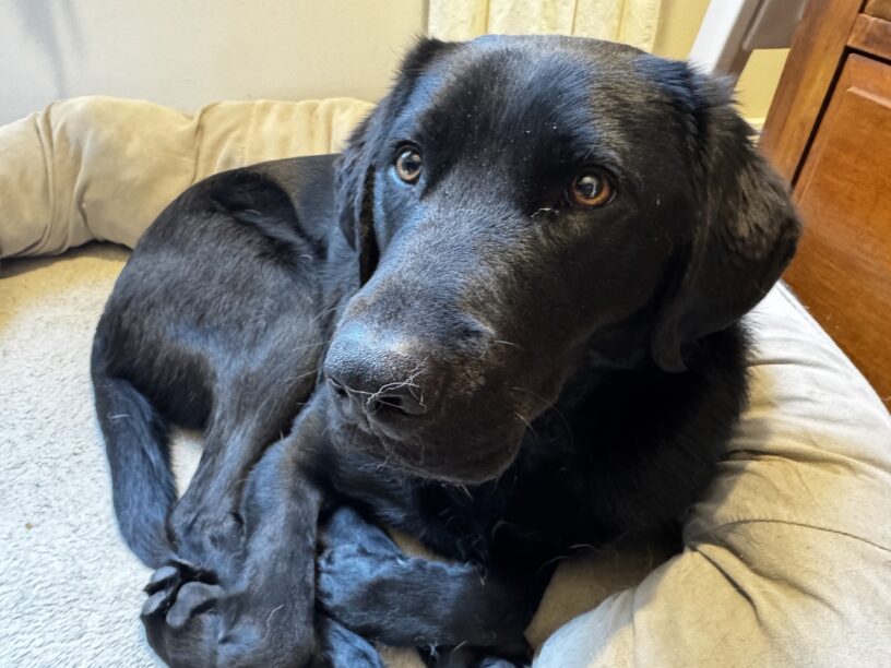 A close up of black lab Travis shows him curled up in a tan dog bed. He looks lovingly into the camera.