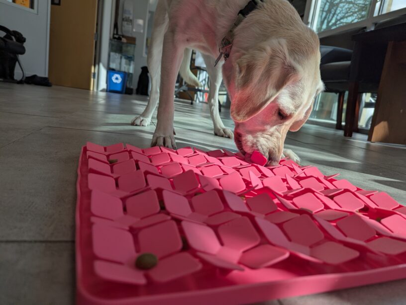 Yellow lab Empress buries her nose in a hot pink snuffle mat!
