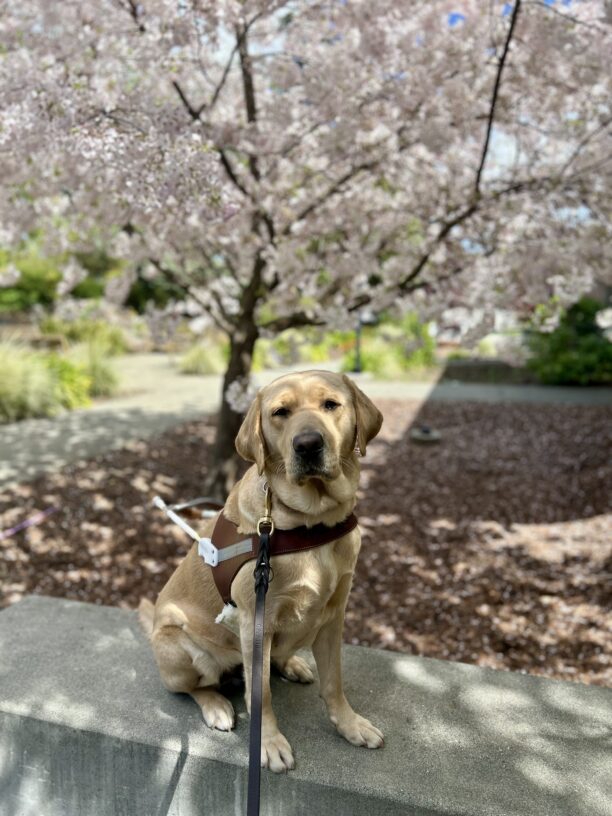 Gail sits in harness on a short cement wall in front of a tree full of light pink cherry blossoms.
