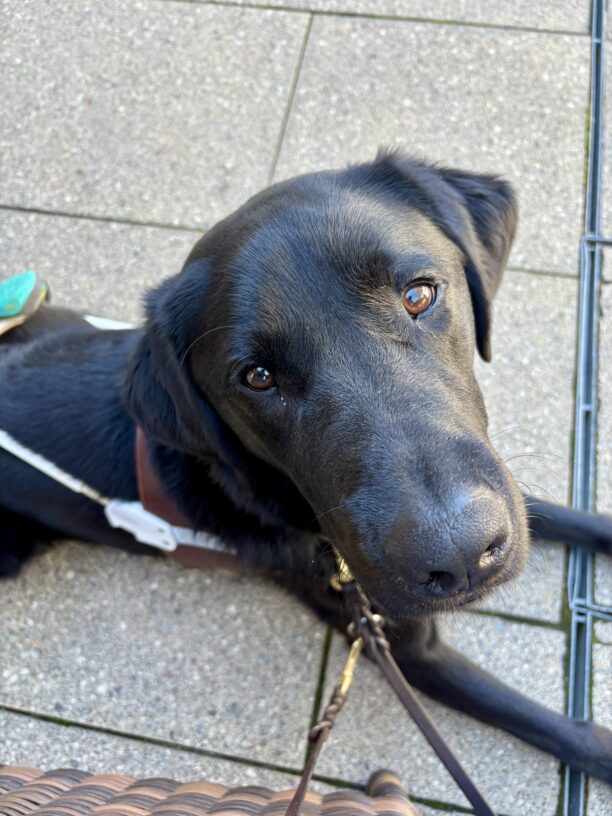 Gilligan is lying down in harness next to his handler's chair at an outdoor table. He is looking up at the camera with a calm expression.
