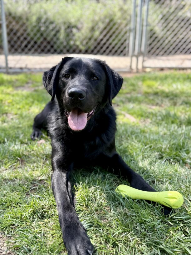 Gilligan is lying in the grass of an outdoor play yard with a green rubber bone-shaped toy resting on top of one front paw. He is looking at the camera with his mouth open and his tongue out.