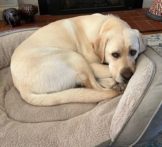 Yellow Lab Bidwell curled up in a comfy dog bed, gazing up at the camera.