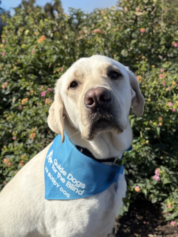 Caper sits in front of a flowering shrub, showing off his blue K9 Buddy scarf.