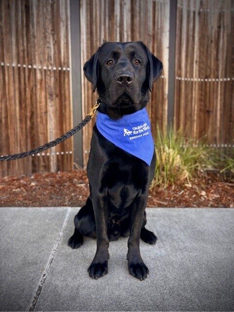 Black lab Whistler sits on the sidewalk in front of a wooden fence and green plants. He is wearing his blue Breeder scarf and looking at the camera.