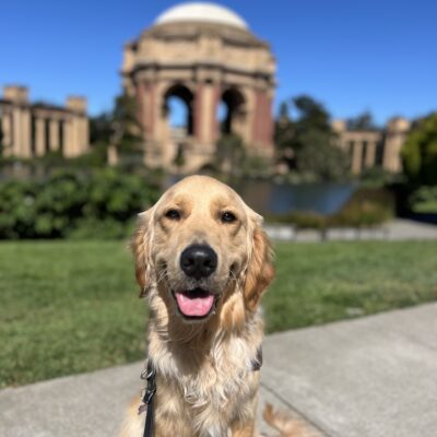 Falk is sitting in harness looking at the camera with his tongue out. Behind him is the Palace of Fine Arts in San Francisco, CA. It's a bright, sunny day with lush green shrubbery surrounding the dome of the Palace.