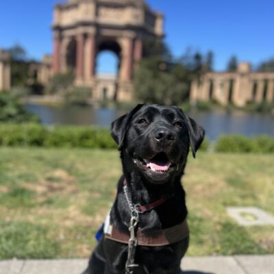 Kavya is sitting in harness looking at the camera with her tongue out. Behind her is the Palace of Fine Arts in San Francisco, CA. It's a bright, sunny day with lush green shrubbery surrounding the dome of the Palace.