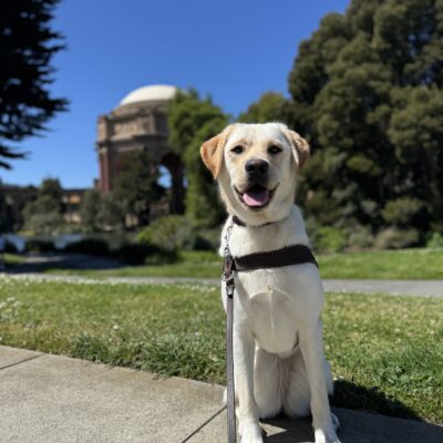 Photo is of yellow lab female Hennessy sitting in harness in front of the Palace of Fine Arts