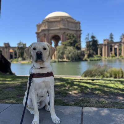 Photo is of yellow lab male Alaric sitting in harness in the shade in front of the Palace of Fine Arts