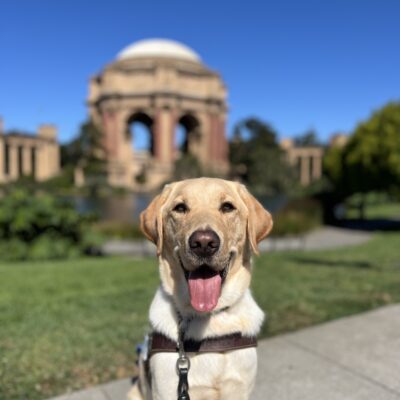 Maddox is sitting in harness looking at the camera with his tongue out. Behind him is the Palace of Fine Arts in San Francisco, CA. It's a bright, sunny day with lush green shrubbery surrounding the dome of the Palace.
