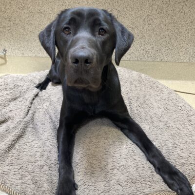 Odelia is relaxing on a beige dog bed. She is looking at the camera with her ears perked forward.