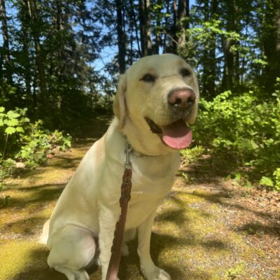 Male yellow lab "Vinyl" is seen sitting outside with an abundance of green trees behind him. He's looking towards the camera with his eyes slightly squinted and mouth open.